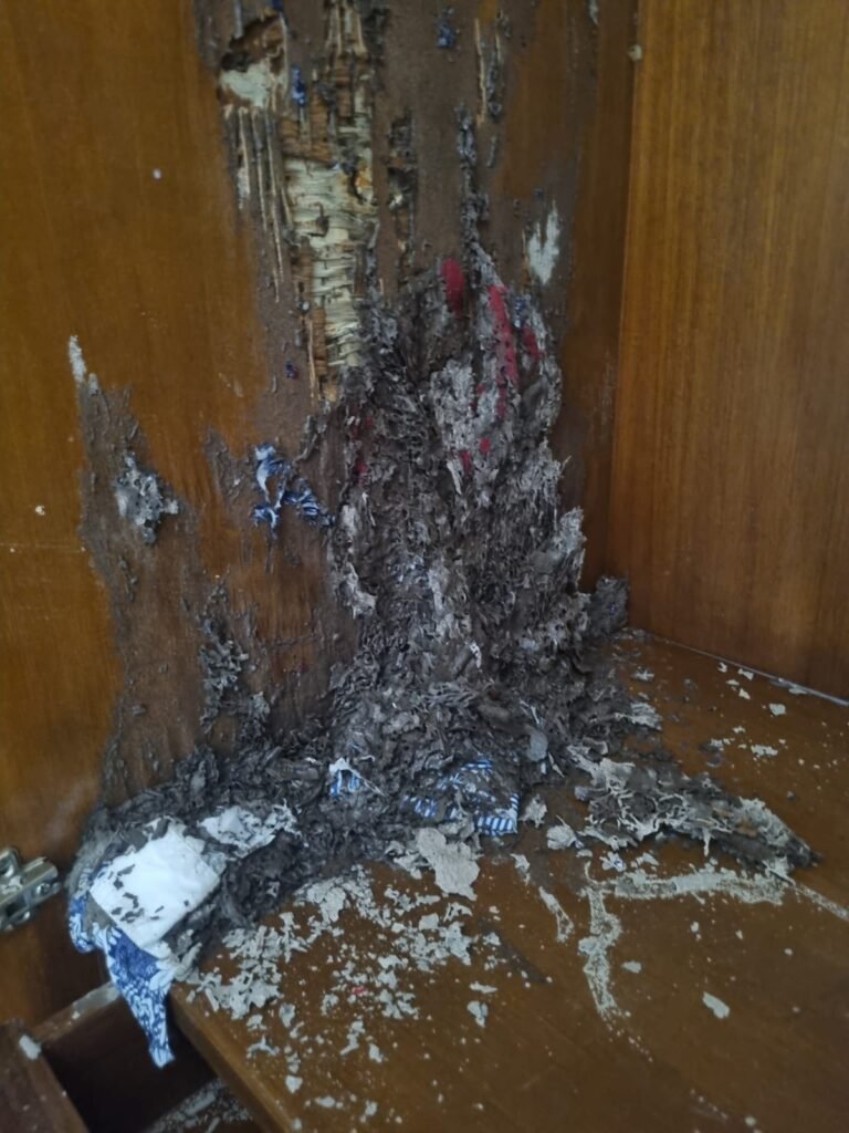 WhatsApp Image 2026-01-22 at 12.22.07 PM (1)